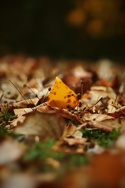 明星的表现 明星的表现